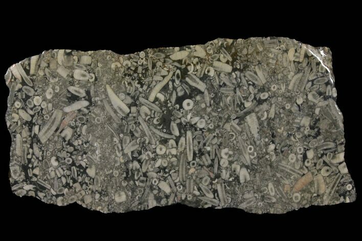Fossil Crinoid Stems In Limestone Slab #130398